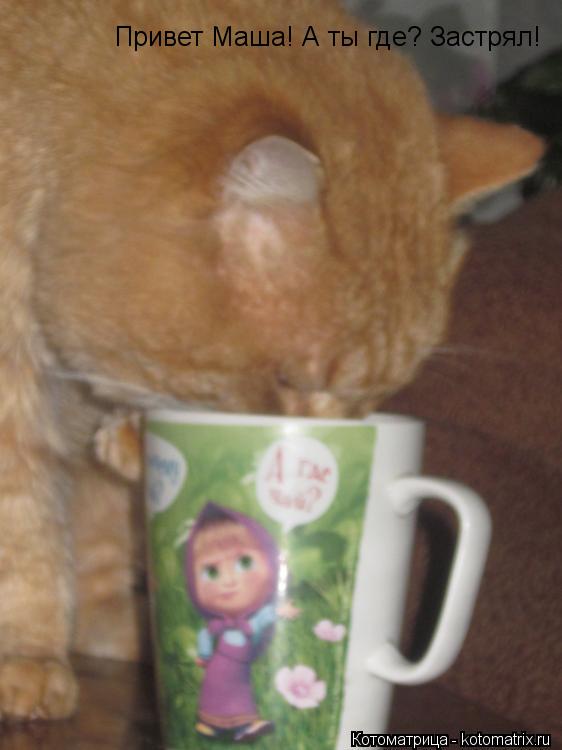 Котоматрица: Привет Маша! А ты где? Застрял!