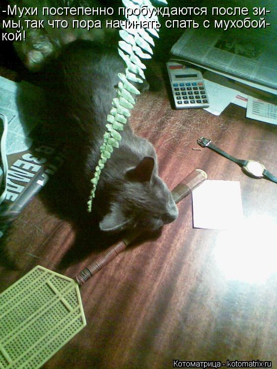 Котоматрица: -Мухи постепенно пробуждаются после зи- мы,так что пора начинать спать с мухобой- кой!