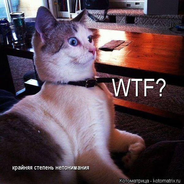 Котоматрица: WTF? крайняя степень непонимания