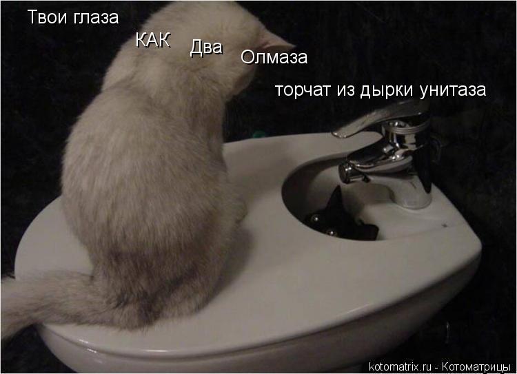 Твои глаза КАК Два Олмаза торчат из дырки унитаза... Котоматрица: Твои глаза КАК Два Олмаза торчат из дырки унитаза