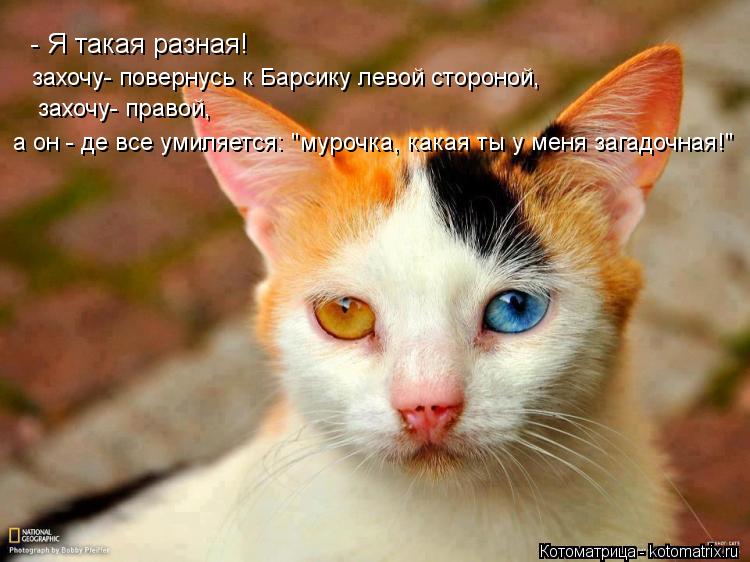 Котоматрица: - Я такая разная! захочу- повернусь к Барсику левой стороной, захочу- правой,  а он - де все умиляется: "мурочка, какая ты у меня загадочная!"