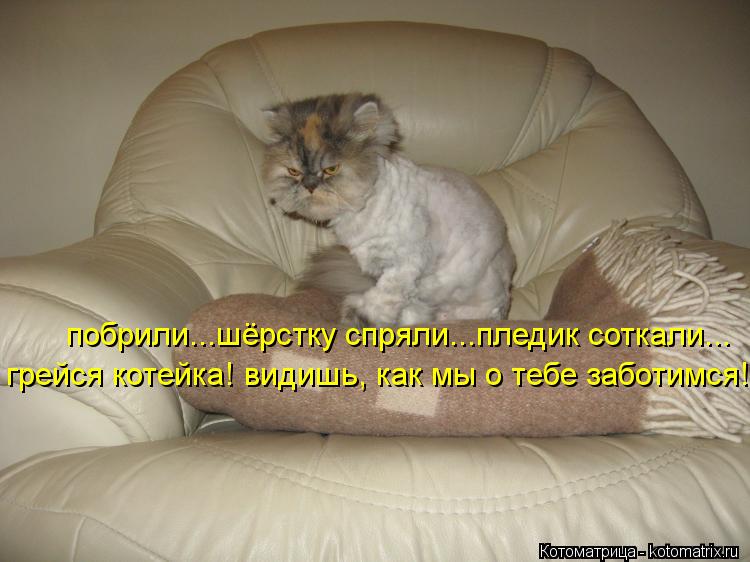 Котоматрица: побрили...шёрстку спряли...пледик соткали... грейся котейка! видишь, как мы о тебе заботимся!