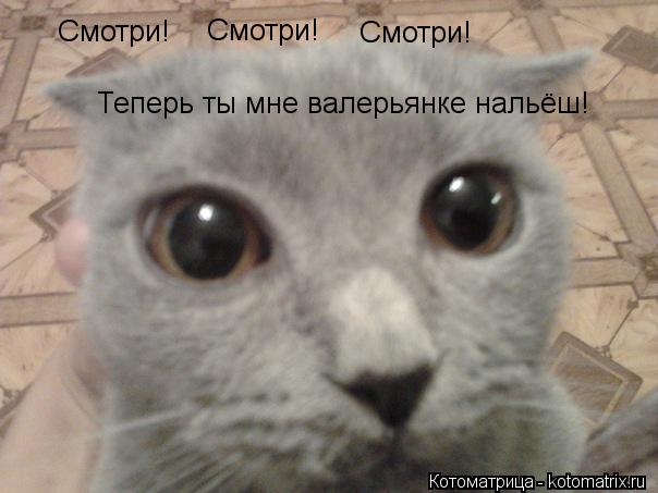 Котоматрица: Смотри! Смотри! Смотри! Теперь ты мне валерьянке нальёш!
