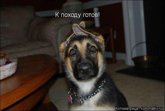 Котоматрица: К походу готов!