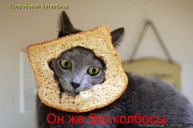 Котоматрица: Попробовал бутерброд  Он же без колбосы