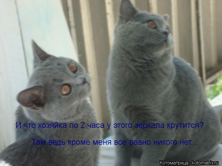 Котоматрица: И что хозяйка по 2 часа у этого зеркала крутится? Там ведь кроме меня все равно никого нет...