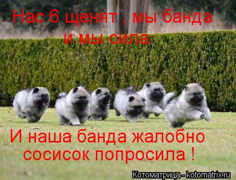 Котоматрица: И наша банда жалобно сосисок попросила ! Нас 6 щенят , мы банда  и мы сила