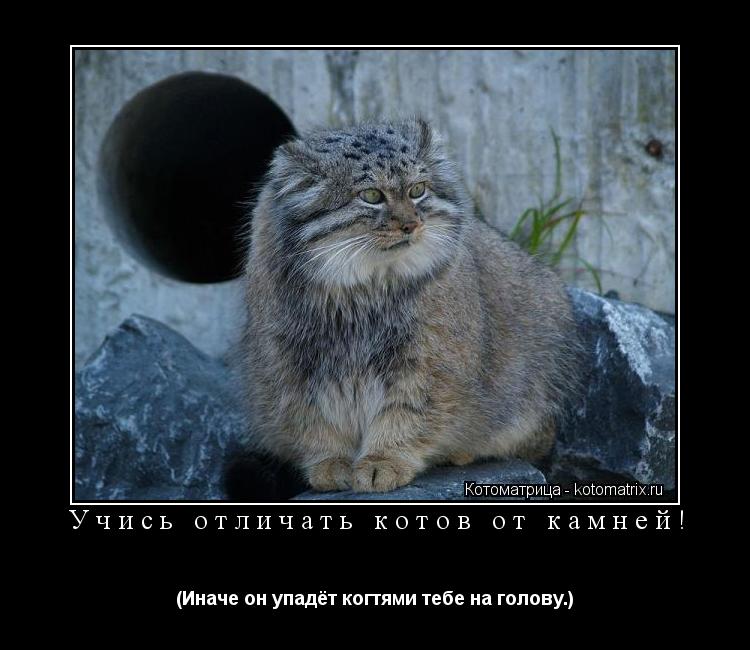 Котоматрица: Учись отличать котов от камней! (Иначе он упадёт когтями тебе на голову.)