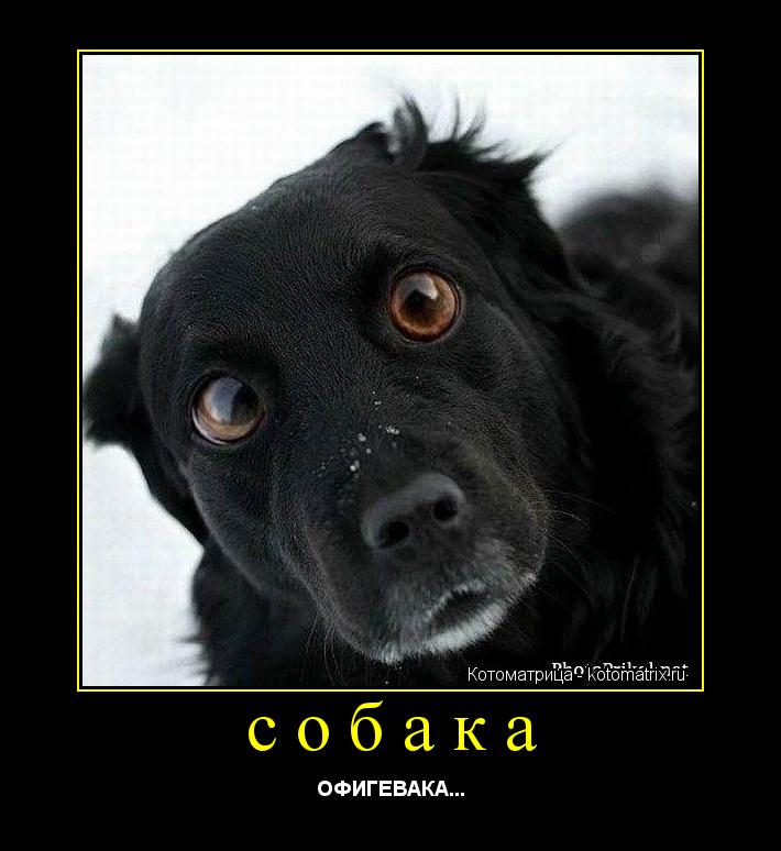 собака ОФИГЕВАКА...... Котоматрица: собака ОФИГЕВАКА...