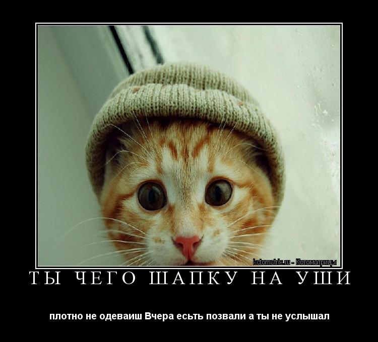 Котоматрица: ТЫ ЧЕГО ШАПКУ НА УШИ плотно не одеваиш Вчера есьть позвали а ты не услышал