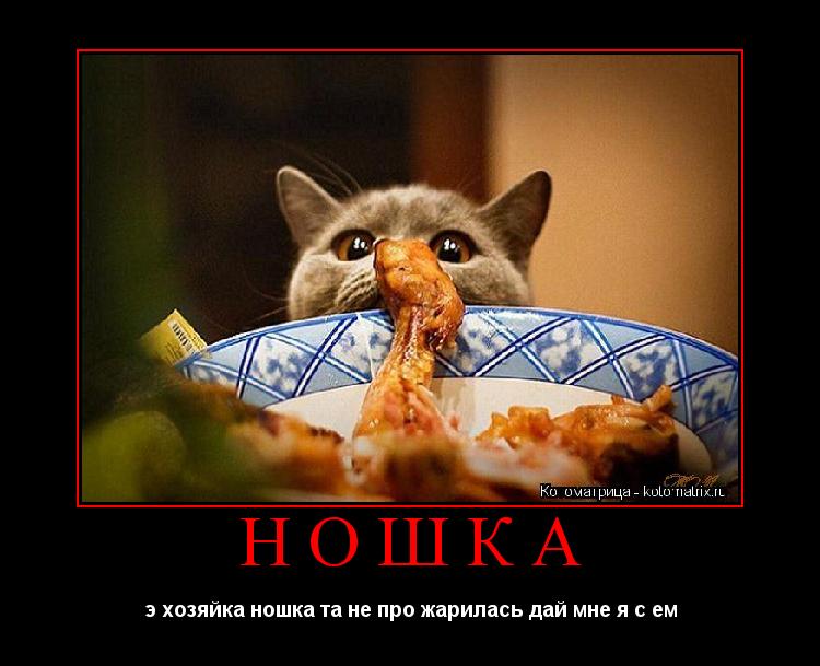 Котоматрица: НОШКА э хозяйка ношка та не про жарилась дай мне я с ем