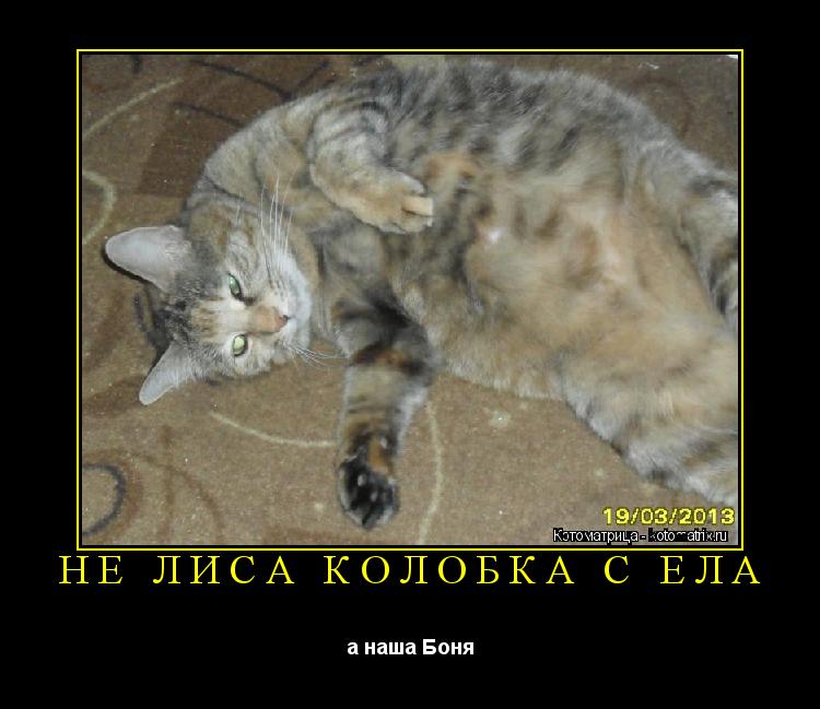Котоматрица: НЕ ЛИСА КОЛОБКА С ЕЛА а наша Боня