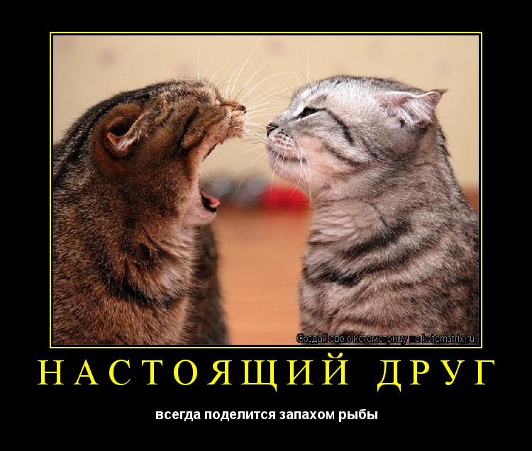 Котоматрица: НАСТОЯЩИЙ ДРУГ всегда поделится запахом рыбы
