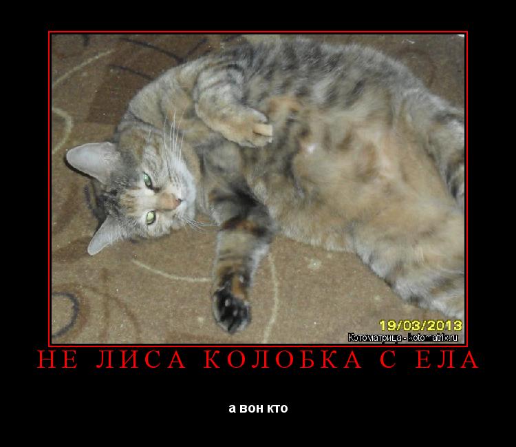 Котоматрица: НЕ ЛИСА КОЛОБКА С ЕЛА а вон кто