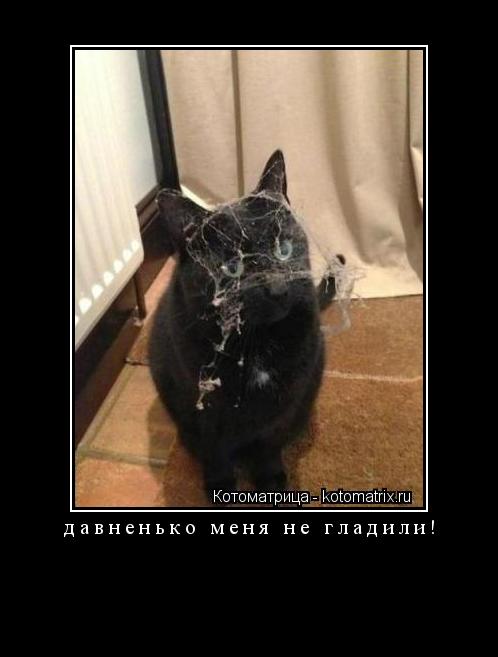Котоматрица: давненько меня не гладили! 