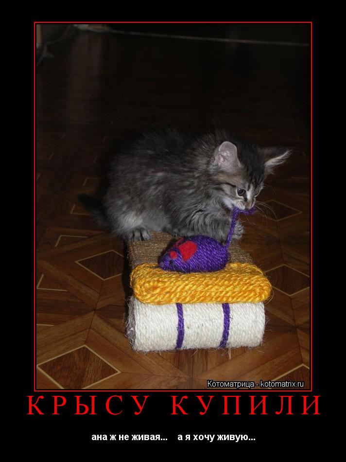 Котоматрица: КРЫСУ КУПИЛИ ана ж не живая...    а я хочу живую...