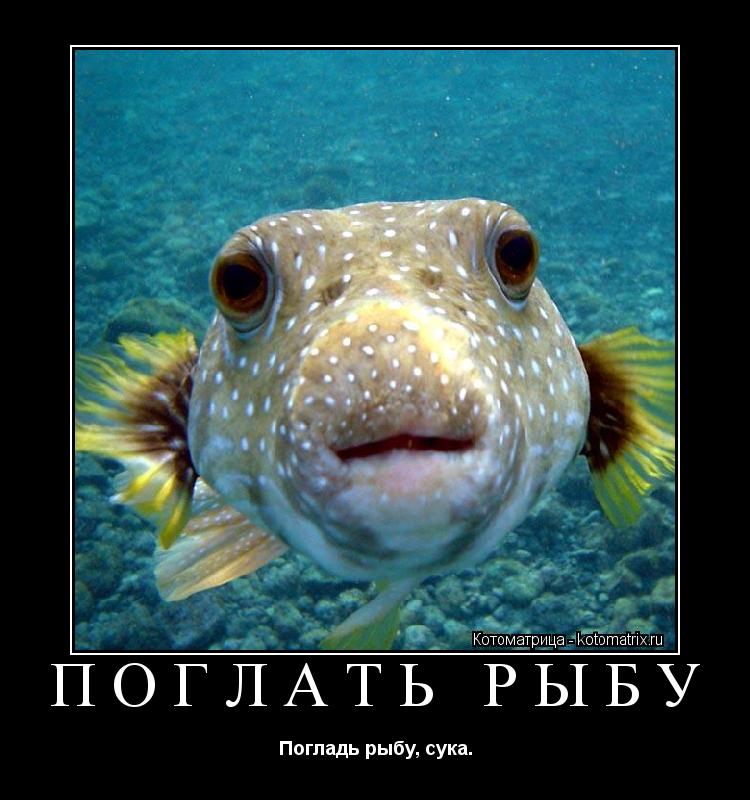 Котоматрица: ПОГЛАТЬ РЫБУ Погладь рыбу, сука.