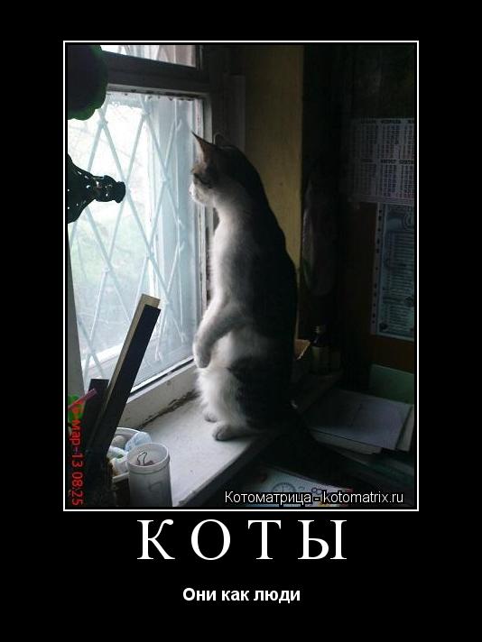 Котоматрица: КОТЫ Они как люди