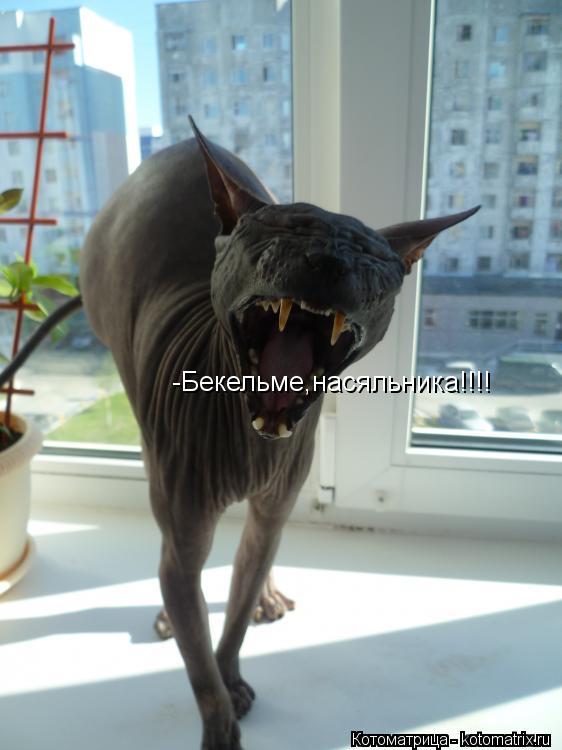 Котоматрица: -Бекельме,насяльника!!!!