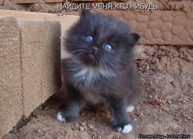 Котоматрица: НАЙДИТЕ МЕНЯ КТО НИБУДЬ