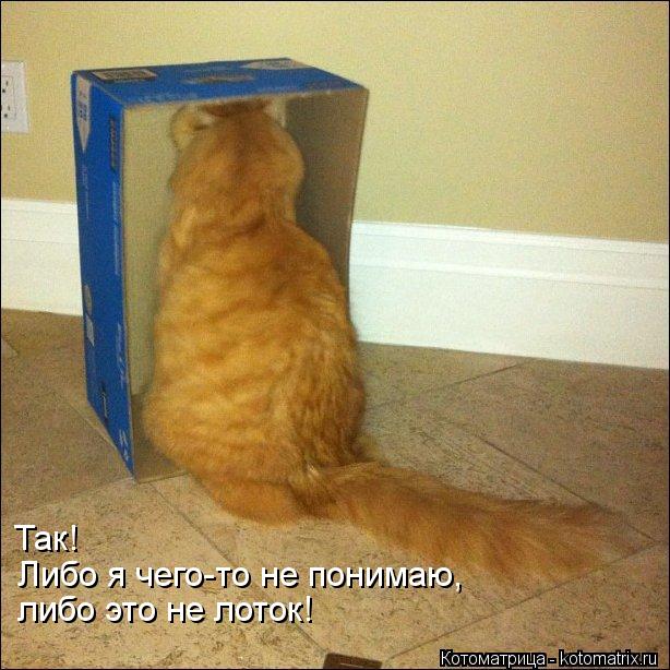 Котоматрица: Так! Либо я чего-то не понимаю, либо это не лоток!