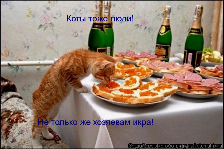 Котоматрица: Коты тоже люди! Не только же хозяевам икра!
