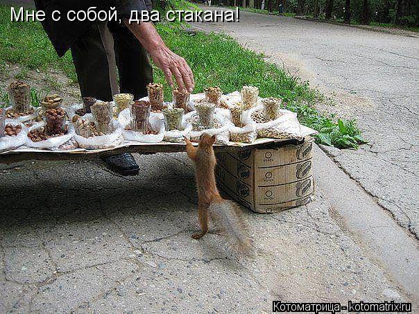 Котоматрица: Мне с собой, два стакана!