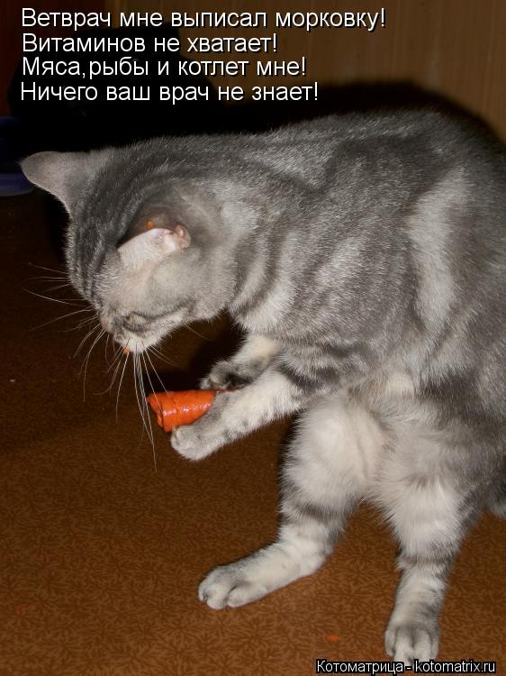 Котоматрица: Ветврач мне выписал морковку! Витаминов не хватает! Мяса,рыбы и котлет мне! Ничего ваш врач не знает!