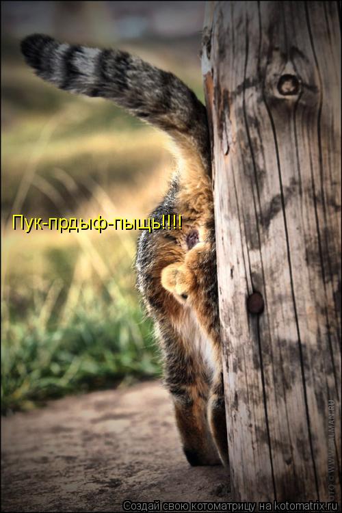 Котоматрица: Пук-прдыф-пыщь!!!!