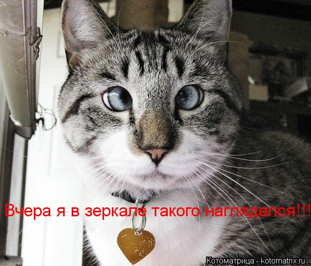 Вчера я в зеркале такого нагляделся!!!... Котоматрица: Вчера я в зеркале такого нагляделся!!!
