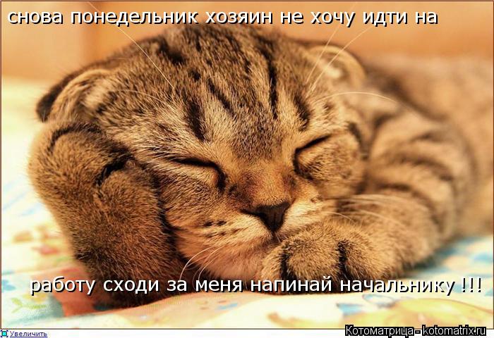 Котоматрица: снова понедельник хозяин не хочу идти на  работу сходи за меня напинай начальнику !!!