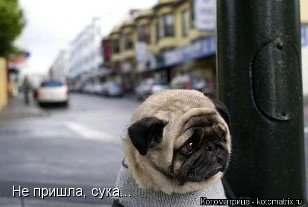 Котоматрица: Не пришла, сука...