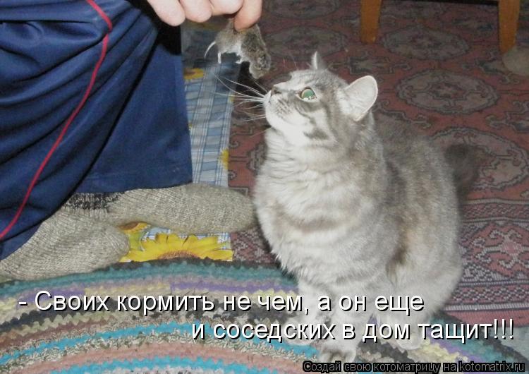 Котоматрица: - Своих кормить не чем, а он еще  и соседских в дом тащит!!!