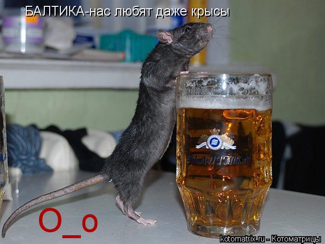 Котоматрица: БАЛТИКА-нас любят даже крысы О_о