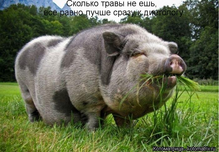 Котоматрица: Сколько травы не ешь,  всё равно лучше сразу к диетологу