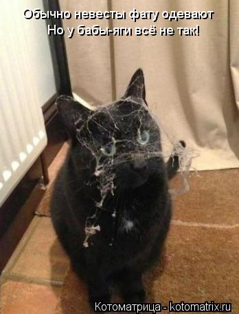 Котоматрица: Обычно невесты фату одевают Но у бабы-яги всё не так!