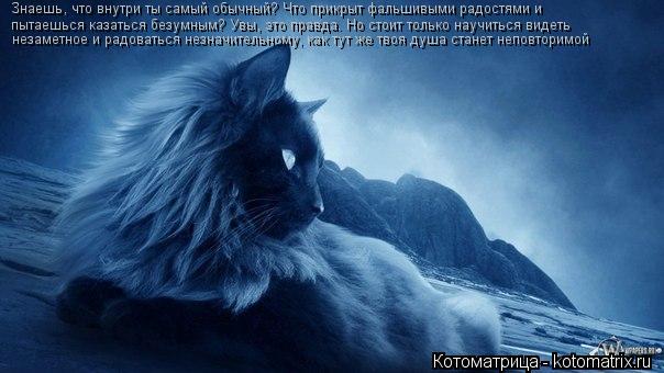 Котоматрица: Знаешь, что внутри ты самый обычный? Что прикрыт фальшивыми радостями и  пытаешься казаться безумным? Увы, это правда. Но стоит только научи