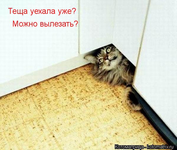 Котоматрица: Теща уехала уже? Можно вылезать?
