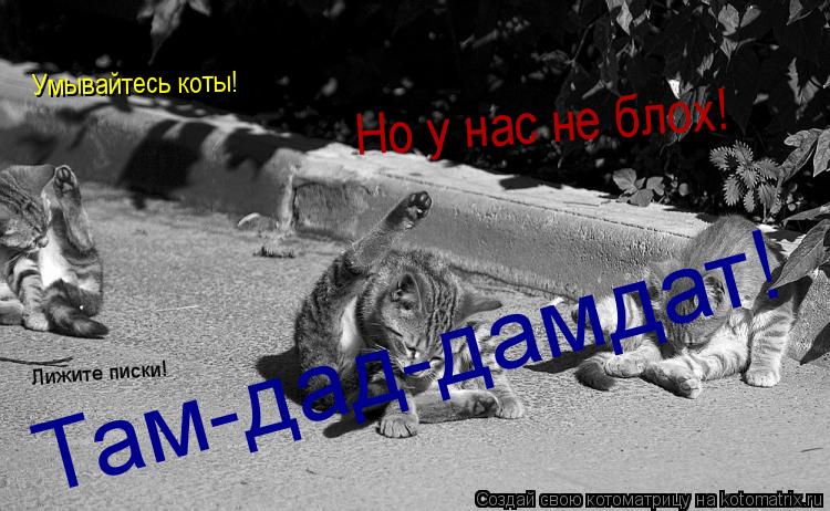 Котоматрица: Умывайтесь коты! Но у нас не блох! Лижите писки! Там-дад-дамдат!
