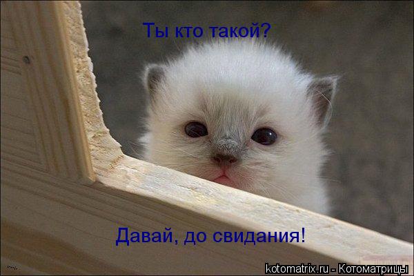 Котоматрица: Ты кто такой? Давай, до свидания!