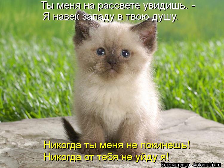 Ты меня на рассвете увидишь. - Я навек западу в твою душу. Никогда ты меня не покинешь! Никогда от те... Котоматрица: Ты меня на рассвете увидишь. - Я навек западу в твою душу. Никогда ты меня не покинешь! Никогда от тебя не уйду я!