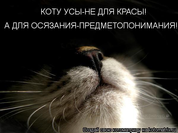 Котоматрица: КОТУ УСЫ-НЕ ДЛЯ КРАСЫ! А ДЛЯ ОСЯЗАНИЯ-ПРЕДМЕТОПОНИМАНИЯ!