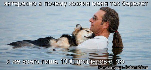 Котоматрица: интересно а почему хозяин меня так бережёт я же всего лишь 1000 долларов стою