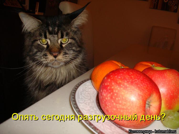 Котоматрица: Опять сегодня разгрузочный день?