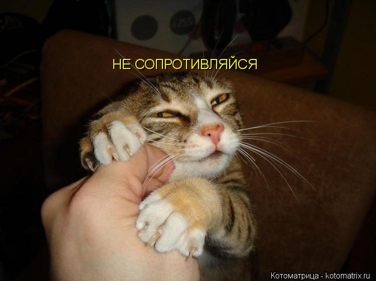 Котоматрица: НЕ СОПРОТИВЛЯЙСЯ