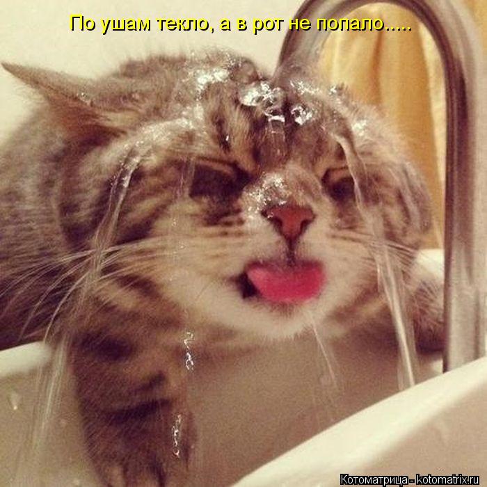 Котоматрица: По ушам текло, а в рот не попало.....
