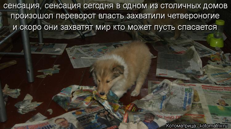 Котоматрица: произошол переворот власть захватили четвероногие сенсация, сенсация сегодня в одном из столичных домов  и скоро они захватят мир кто може