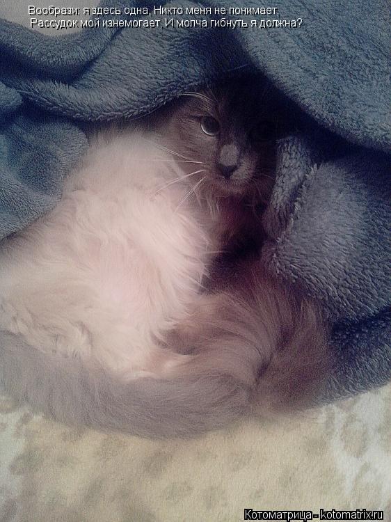 Котоматрица: Вообрази: я здесь одна, Никто меня не понимает,  Вообрази: я здесь одна, Никто меня не понимает,   Рассудок мой изнемогает, И молча гибнуть я до
