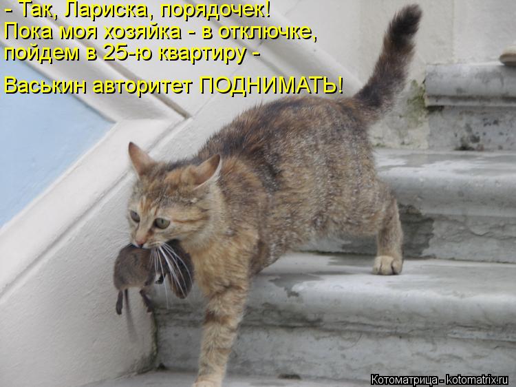 Котоматрица: - Так, Лариска, порядочек! Пока моя хозяйка - в отключке,  пойдем в 25-ю квартиру -  Васькин авторитет ПОДНИМАТЬ!