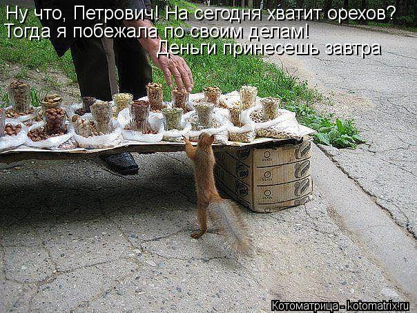 Котоматрица: Ну что, Петрович! На сегодня хватит орехов? Тогда я побежала по своим делам! Деньги принесешь завтра